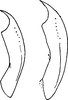 Aedeagus, lateral view on Exitianus mucronatus Ross, 1968: paratype. (Observation).