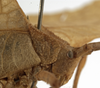 CollectionObject 1529693; 4d3db86c-cbb3-43ed-ba99-53289e088b6b: female head and pronotum, lateral view (holotype). (CollectionObject).