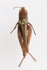 CollectionObject 1529011; 3767beda-d30c-4d0b-8013-d236521cc738: female, dorsal view (holotype). (CollectionObject).