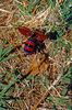 CollectionObject 1576943; 141cc58b-288d-4f00-933a-5f0a8c3b38fe, CH4161: female. (CollectionObject).