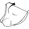 Pygofer, lateral view on Apheliona xerophila Dworakowska, 1994: pygofer or process. (Observation).