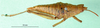 CollectionObject 1501021; bad4ec17-b724-4e14-9b62-5785e344c3e4: female, lateral view (holotype). (CollectionObject).