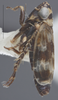 Habitus, lateral view on Deltocephalus castoreus Ball, 1899: Lateral. (Observation).