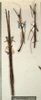 CollectionObject 1559261; b6a2bd4f-c185-4bd8-8e5c-d457d6d3872e: copyright NMW, Vienna. male and female of synonym Carausius immundus (syntypes). (CollectionObject).;CollectionObject 1559262; 121776fb-3010-437b-873e-1f43e1b5f65b: copyright NMW, Vienna. male and female of synonym Carausius immundus (syntypes). (CollectionObject).