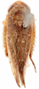 Habitus, dorsal view on Allophleps eques (Jacobi, 1910): paralectotype, female. (Observation).