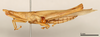 CollectionObject 1578581; a0bc6928-634a-4200-bba0-598dd4a8c706: male, lateral view (paralectotype). (CollectionObject).