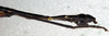 CollectionObject 1560955; NMW 154', a7804018-a12b-44a7-9355-1e5635a04b99: copyright NMW, Vienna. male: end of abdomen, lateral view (syntype). (CollectionObject).