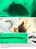 Cretacetrocta libanella Hakim & Azar, 2024: (Otu).