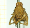 CollectionObject 1532573; 0881e2ee-71ea-4bd7-be48-ba9a1462a294: female, frontal view (holotype). (CollectionObject).
