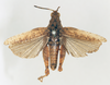 CollectionObject 1540640; d7adbf1d-8259-414f-9c31-2f23fb2cd1bc: male, dorsal view (holotype). (CollectionObject).