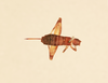 CollectionObject 1517728; 42947a7b-73b5-4c22-9cdb-374cb8fca095, NHMUK015982172: female, dorsal view (holotype of Liphoplus ceylonicus). (CollectionObject).