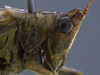 CollectionObject 1593110; 48c2d6f0-1051-404f-ae92-1a2eb3056a18: male head and pronotum, lateral view. (CollectionObject).