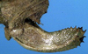 CollectionObject 1517487; 005047b7-4132-4edb-a283-07d91eab161b: female ovipositor (holotype). (CollectionObject).