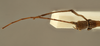 CollectionObject 1557636; 53c90a23-88f5-4740-acf4-a9ed4b7c3302: copyright RBINS Brussels. male head, dorsal view (holotype). (CollectionObject).