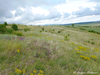 CollectionObject 1591357; 0a5c9542-fd08-485b-8fca-1b78b0c6bcec: habitat (BG: E Danubian Plain, near Alvanovo). (CollectionObject).