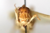 CollectionObject 1528540; 4b63fd19-2a5c-4946-8d4e-4f1382a0bc3d: female, frontal view (syntype of D. fumeipennis). (CollectionObject).