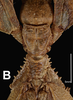 CollectionObject 1584517; CAS(SF IMPORT DUPLICATE) CASTYPE #19438, 166d15c9-ae1f-4071-97ec-8d0cbcb8ee80: copyright CAS, San Francisco. female: head & thorax, dorsal view (holotype). (CollectionObject).