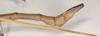 CollectionObject 1558220; 9e1d57fc-5ca1-4de4-9eab-354d7128db21: copyright UMO. male of synonym Lonchodes grallator: end of abdomen, lateral view (holotype). (CollectionObject).
