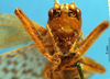 CollectionObject 1578133; d9260838-946f-4f33-bd21-57ff6da936e3: female, frontal view. (CollectionObject).