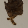 CollectionObject 1529751; 1255e2bd-868d-4468-ba24-8eb355a12ced: male cerci (holotype). (CollectionObject).