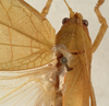 CollectionObject 1534573; ed5438ea-a6e8-4760-b386-419345565c6e: female pronotum, dorsal view (syntype). (CollectionObject).;CollectionObject 1534574; 0c2bea0e-0319-4e0c-a482-2e65554056f6: female pronotum, dorsal view (syntype). (CollectionObject).