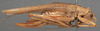 CollectionObject 1594723; 3bc5d21c-c751-4192-bee3-577cdfb3e308: female, lateral view (paratype). (CollectionObject).