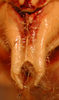CollectionObject 1538533; 94120093-7ce5-4bf7-af44-9c8456aa3309: male subgenital plate (paratype). (CollectionObject).