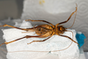 CollectionObject 1531305; a1cc15af-0db5-49c5-8bf9-5d9f54176488: female, ventral view (syntype). (CollectionObject).