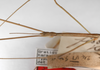 CollectionObject 1557960; 28d02552-c488-4384-ac80-274602819853: copyright ZMHB, Berlin. male: head & thorax, lateral view (holotype). (CollectionObject).