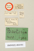 CollectionObject 1557022; NHMUK(SF IMPORT DUPLICATE) 844501, 7768f1ed-e210-4358-8bb3-8d93692ac372: copyright Natural History Museum, London. male, data labels (holotype). (CollectionObject).