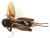 CollectionObject 1499590; 1dc1eb42-9833-42a4-bbcc-4c6a9c6787d8: female, dorsal view (allotype). (CollectionObject).