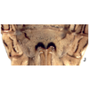 Ovipositor: !! display not done !! on Paraclorindaia brasileira (Zahniser, 2004): (Observation).