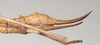 CollectionObject 1560285; c42665e7-922a-4a4e-bc70-12928f7e520e: copyright Natural History Museum, London. female: end of abdomen, lateral view (syntype). (CollectionObject).;CollectionObject 1560286; 3e34dd6f-f719-45b4-b973-e3a6199c4aaf: copyright Natural History Museum, London. female: end of abdomen, lateral view (syntype). (CollectionObject).