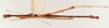 CollectionObject 1561537; 46e2a3b8-f6de-4edc-b637-ee6946c6febd: copyright NHRS, Stockholm. male, ventral view (holotype). (CollectionObject).