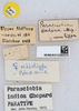 CollectionObject 1580059; aca1138f-c90d-4496-9002-91c736fc50ed: labels (paratype). (CollectionObject).