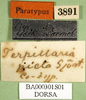 CollectionObject 1574924; b8828a11-6577-4f28-9c2a-c421a58d29fd: labels (paralectotype of Terpillaria picta). (CollectionObject).