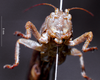 CollectionObject 1537875; 2aef6906-ddd1-4156-9bad-d1be435678c2: female, frontal view. (CollectionObject).