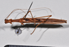 CollectionObject 1562255; ff526b5a-a05b-454f-9b41-73924e8f6da4: copyright NTUC. male, ventral view (holotype). (CollectionObject).