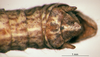 CollectionObject 1505371; bb6e7dbb-0a04-428e-8c6f-3803ae6de608: holotype. male, epiproct. (CollectionObject).