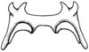Leiotettix viridis Bruner, 1906: Fig. 7. epiphallus, dorsal view. (Otu).