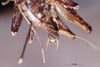 CollectionObject 1536193; NMBA 3226245, 16d84d33-f2d4-4384-ba6d-3b1f8a3f0356: male, dorsal view (Anabropsis griffinii). (CollectionObject).