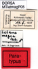labels (paratype). Depicts CollectionObject 1571948; fe4ba427-c87c-4cf9-b2ce-0047fe41c11f, a CollectionObject.