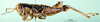 CollectionObject 1502042; 4c0374b3-e8fc-44ee-894a-c6b9628acd56: male, lateral view (paratype). (CollectionObject).