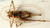 CollectionObject 1575839; 81126c13-112a-4fe2-92eb-dade9ac07671: femal, ventral view. (CollectionObject).
