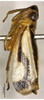 Habitus, lateral view on Boundarus trimaculatus Li & Wang, 1998: (Observation).