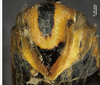 Head on Bothrogonia shuichengana Li, 1983: (Observation).