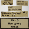 Other on Athysanella (Gladionura) rata Ball & Beamer, 1940: Labels - Male. (Observation).