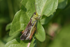 2012. male (Austria, Piztal, base station of Hochzeigerbahn). Depicts Stauroderus scalaris scalaris (Fischer von Waldheim, 1846), an Otu.