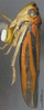 Habitus, lateral view: !! display not done !! on Atkinsoniella heiyuana Li, 1992: (Observation).