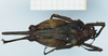 CollectionObject 1585506; b6689e29-03a3-4a09-b4da-7c2e1510ed39: male, dorsal view. (CollectionObject).